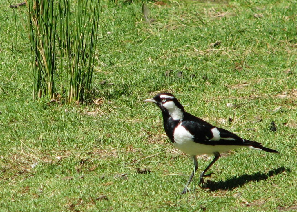 a pair of Magpie Larks has