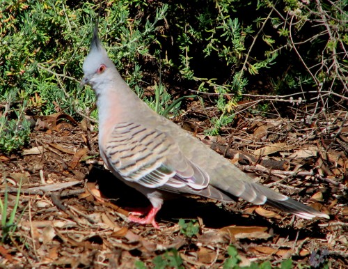 Pigeon, Crested 0344