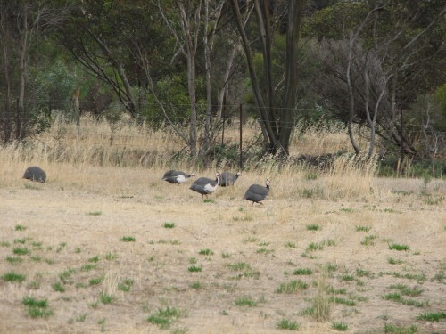 Our neighbour's Helmeted Guineafowl on our property