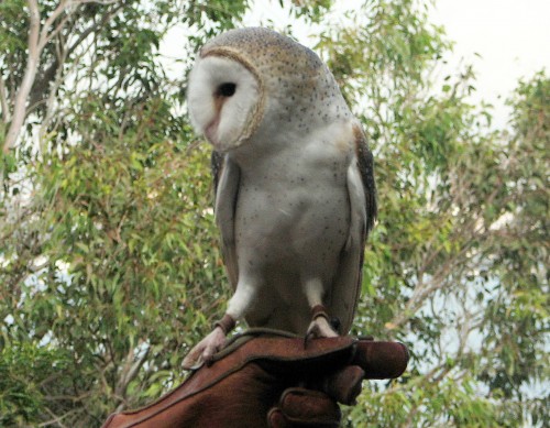 Barn Owl, Taronga Park Zoo, Sydney