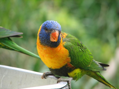 Red-collared Lorikeet at Adelaide Zoo