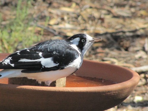 Australian Magpie Lark at our birdbath