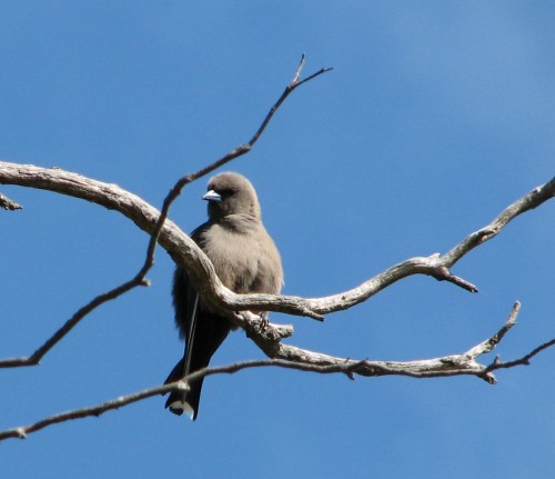 Dusky Woodswallow