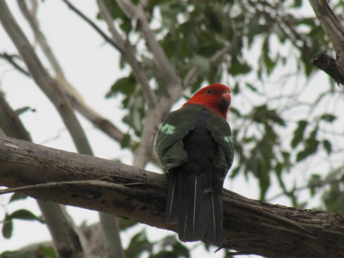 King Parrot at Mt Annan Botanic Gardens Sydney