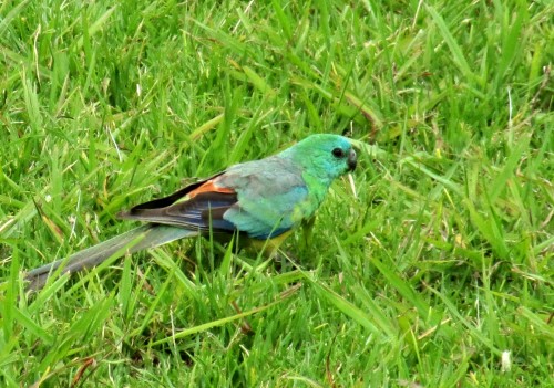 Red Rumped Parrot (Male)