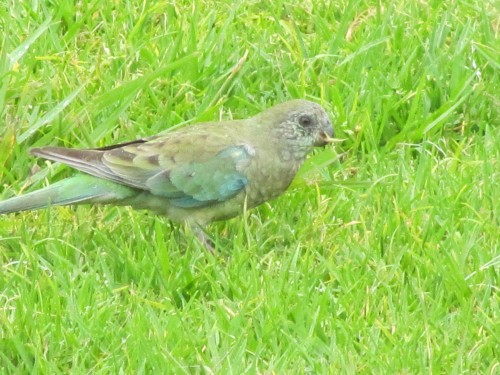 Red Rumped Parrot (female)