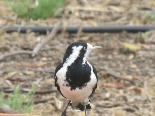 Australian Magpie Lark