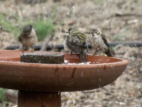 Brown-headed Honeyeaters enjoying a bath