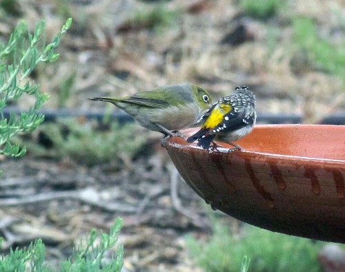 Silvereye and Spotted Pardalote