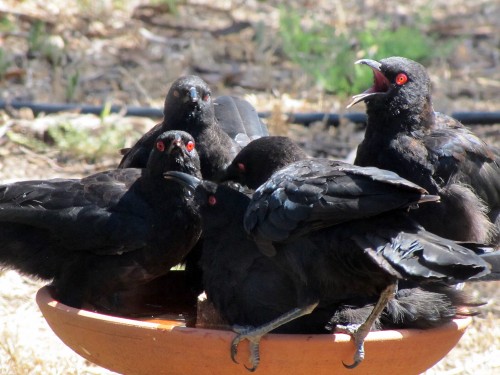 White-winged choughs