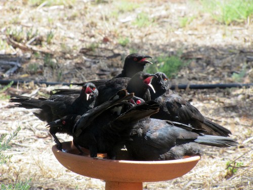 White-winged choughs