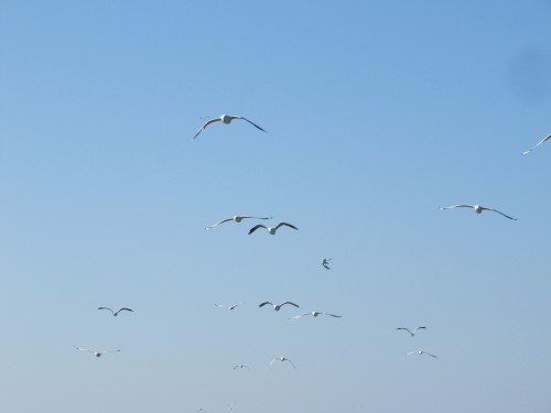 Silver Gulls following the boat