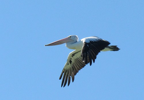 Australian Pelican in flight