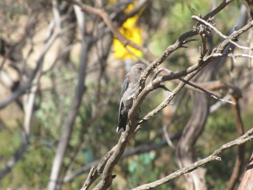 Juvenile Dusky Woodswallow