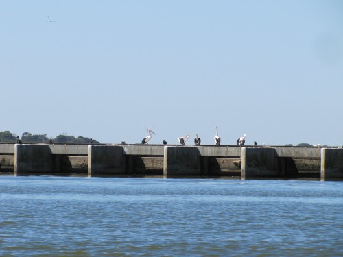 Pelicans on the Barrages at Goolwa