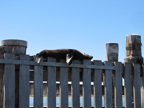 Australian Sea Lion on the barrage.