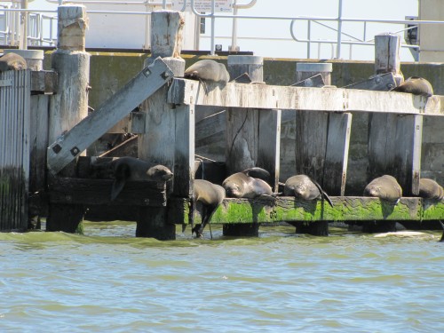 Australian Sea Lions on the barrage.