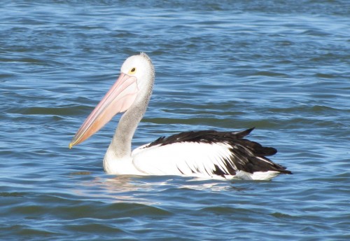 Australian Pelican, Narrung, South Australia