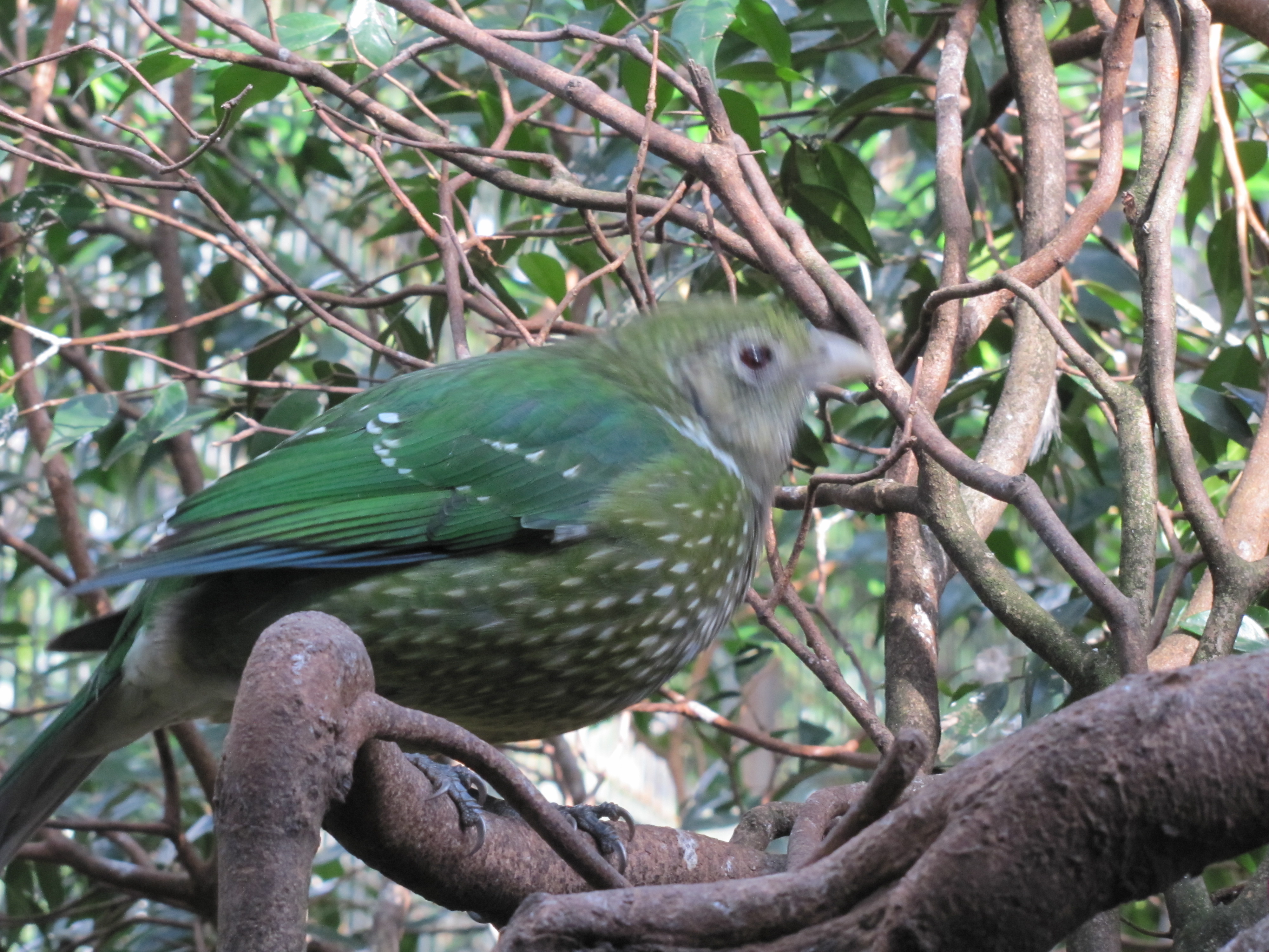 Green Catbird at the Australian Reptile Park Trevor's Birding