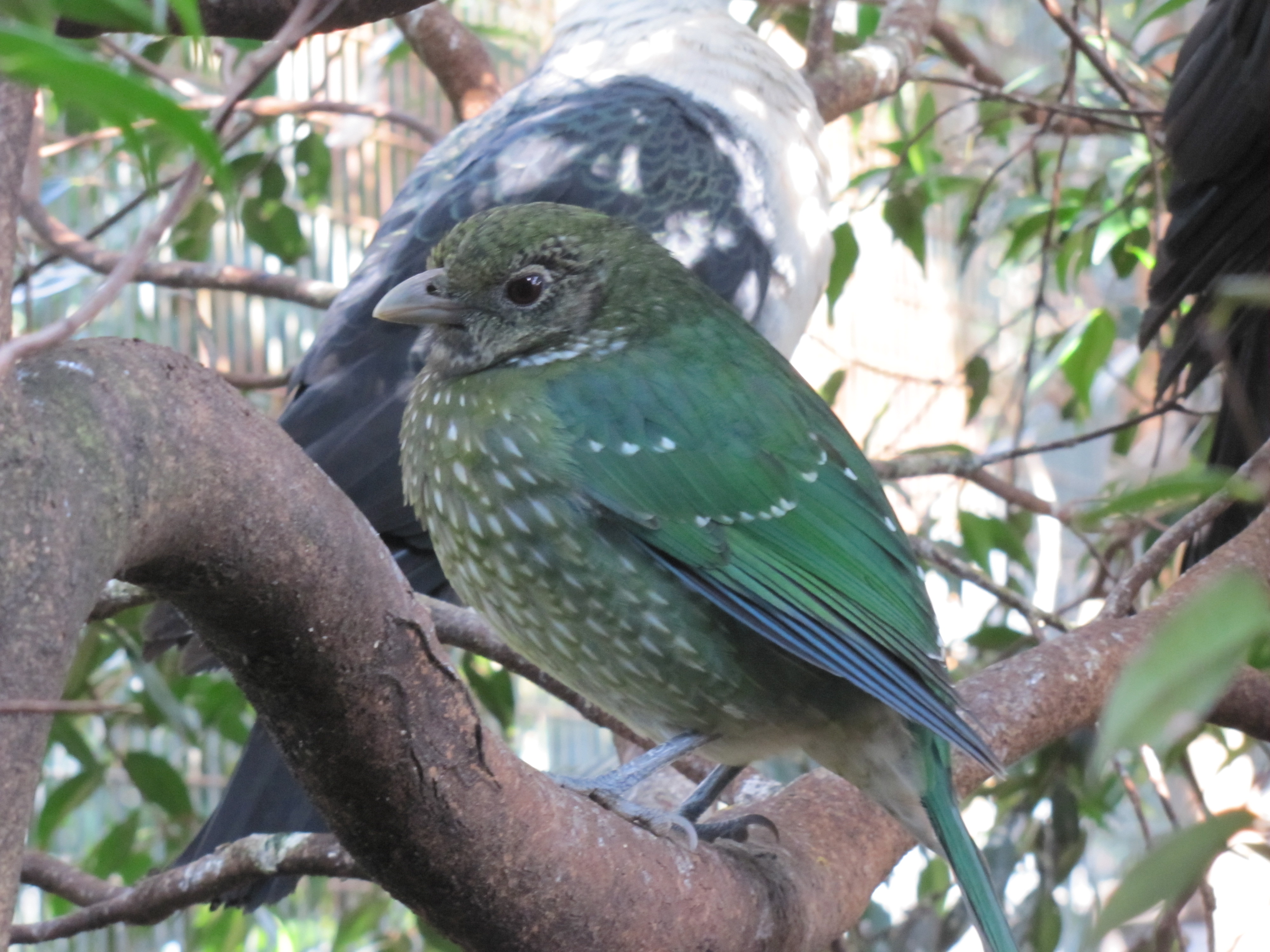 Green Catbird at the Australian Reptile Park Trevor's Birding
