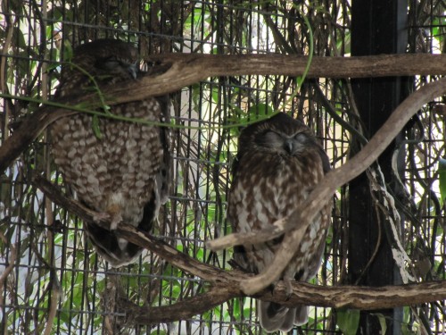 Southern Boobook owls at Australian Reptile Park