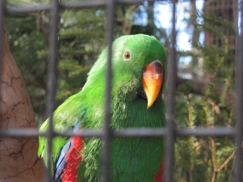 Male Eclectus Parrot