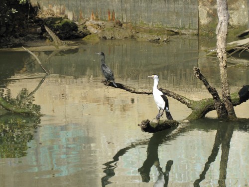 Little Black Cormorant and a Pied Cormorant on the river
