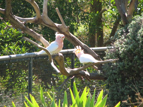 Major Mitchell Cockatoos at Taronga Park Zoo, Sydney