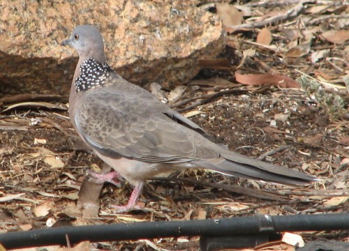 Spotted Turtledove