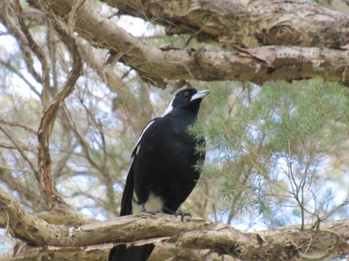 Australian Magpie above our picnic table