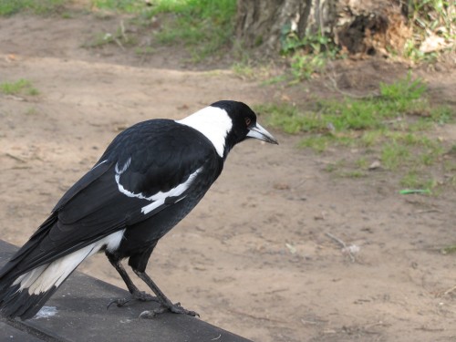 Australian Black-backed Magpie on our picnic table