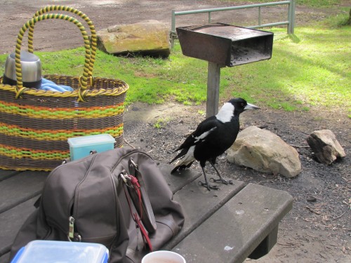 Australian Magpie on our picnic table