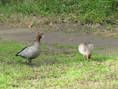 Australian Wood Ducks - male (L) and female (R)