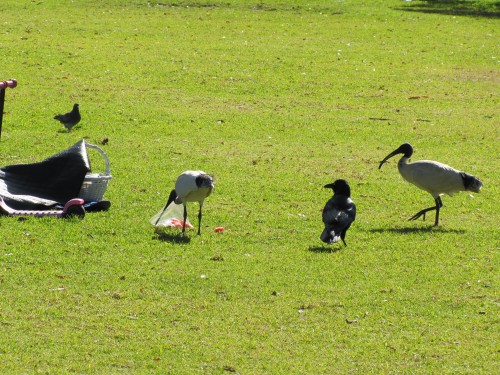 An ibis takes over eating the food taken by the raven