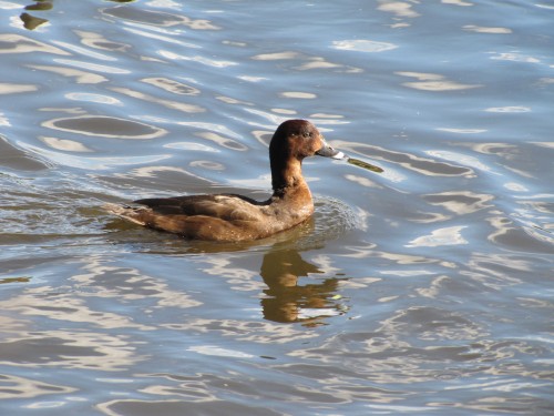 Hardhead (White-eyed Duck) female