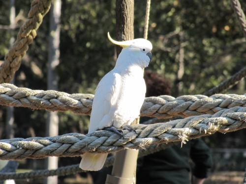 Sulphur-crested cockatoo, Western Plains Zoo, Dubbo