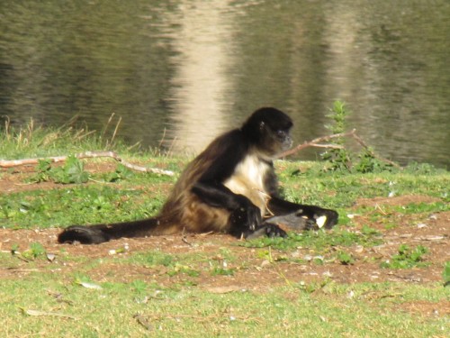 Black-handed Spider-monkey, Western Plains Zoo, Dubbo