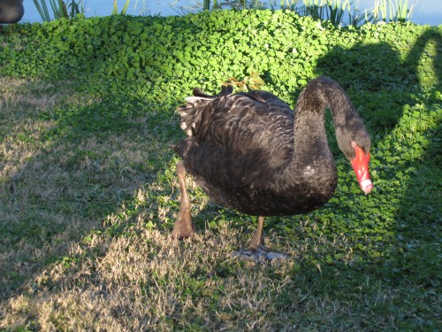 Black Swan, Western Plains Zoo, Dubbo
