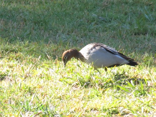 Australian Wood Duck, Western Plains Zoo, Dubbo