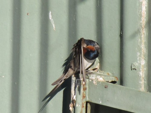 Welcome Swallow, Western Plains Zoo, Dubbo