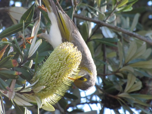 Yellow-throated Miner feeding on a banksia flower