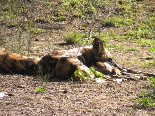 African Wild Dog, Western Plains Zoo, Dubbo