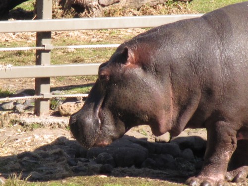 Hippopotamus, Western Plains Zoo, Dubbo