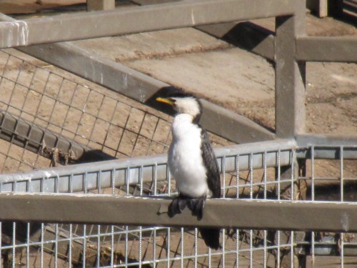 Little Pied Cormorant, Western Plains Zoo, Dubbo