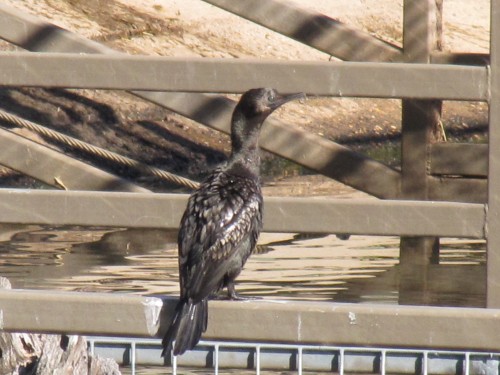Little Black Cormorant, Western Plains Zoo, Dubbo