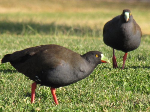 Black-tailed Native-hen