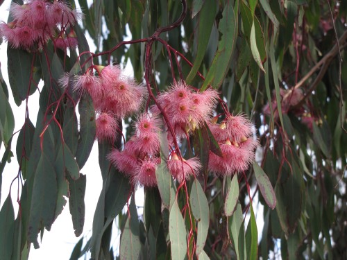 Eucalyptus sideroxylon rosea  - Red Ironbark