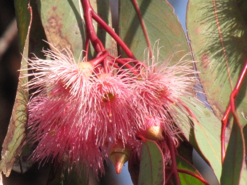 Eucalyptus sideroxylon rosea  - Red Ironbark