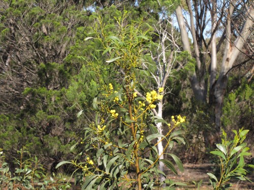 Acacia species in flower