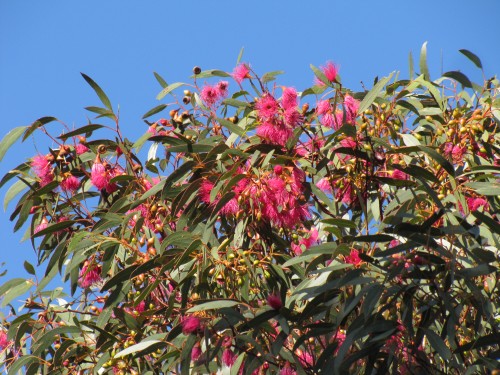 Flowering eucalypt 